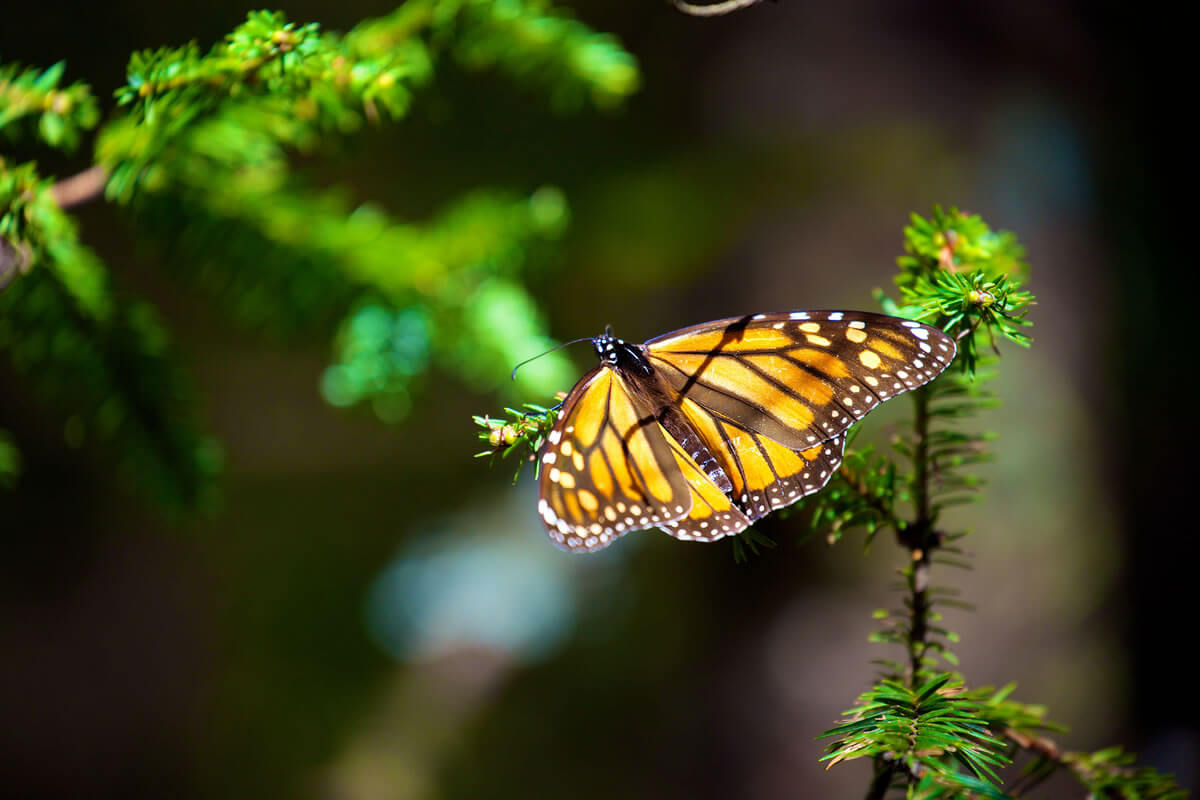 monarch-butterfly-biosphere-reserve-mexico-lac-geo